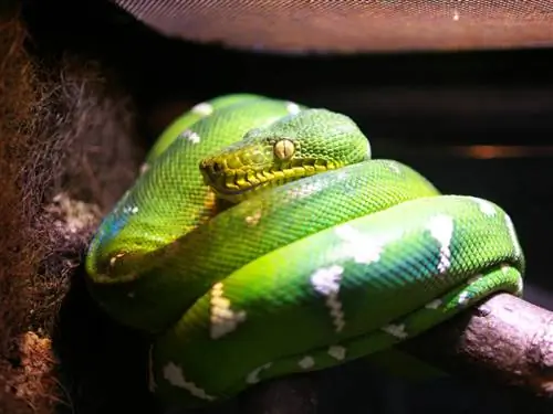 Изумрудный удав (Corallus caninus): уход в неволе