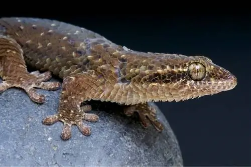 Образец Geckolepis maculata. Образец Geckolepis maculata.