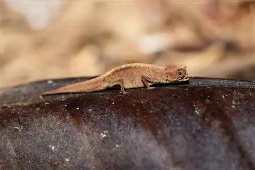Карликовый хамелеон (Brookesia micra): среда обитания и особенности Карликовый хамелеон (Brookesia micra): среда обитания и особенности