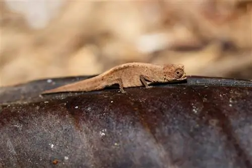 Карликовый хамелеон (Brookesia micra): среда обитания и характеристики