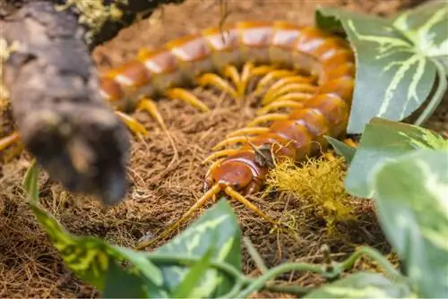 Scolopendra gigantea: уход и разведение в неволе