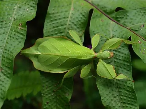 Листовое насекомое (Phyllium philippinicum): уход и разведение в неволе