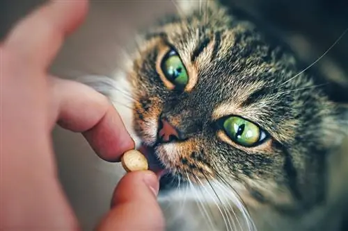 Кошка принимает таблетку. Кошка принимает таблетку.