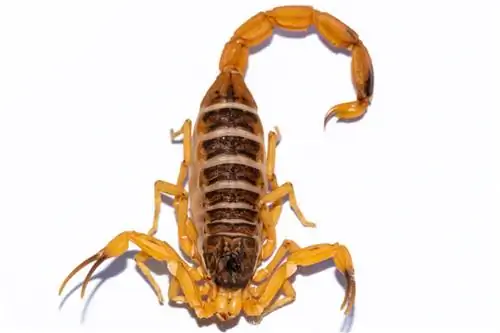 Tityus stigmurus: уход и разведение в неволе