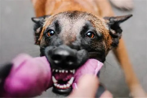 Что такое язык тела у собак?