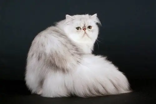 Кошка шиншилла.