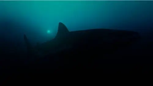 Они нашли самую большую светящуюся акулу в мире
