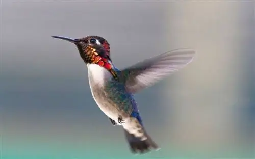 10 самых маленьких животных в мире