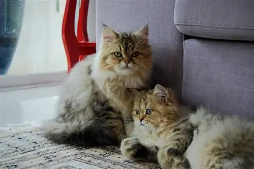 Бывают ли коты-близнецы?