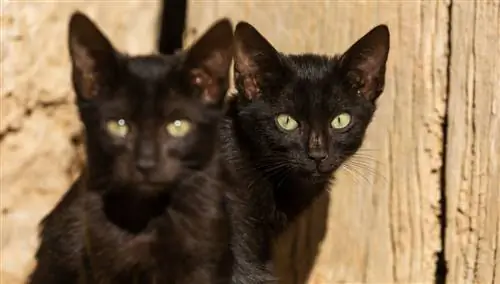 Какие-то черные коты, похожие на близнецов.