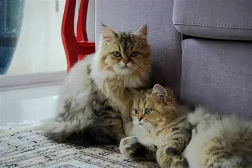 Бывают ли коты-близнецы?