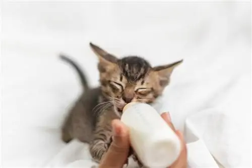 Отлучение кошки от груди: когда и как это должно быть?