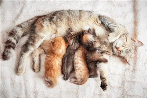 Помет кошек.