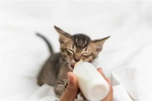 Отлучение кошки от груди: когда и как это должно быть?