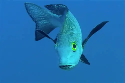 Macolor macularis, самая долгоживущая рыба Macolor macularis, самая долгоживущая рыба