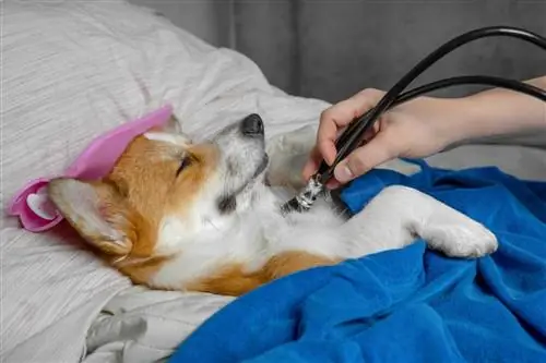 Собака на сеансе криотерапии. Собака на сеансе криотерапии.