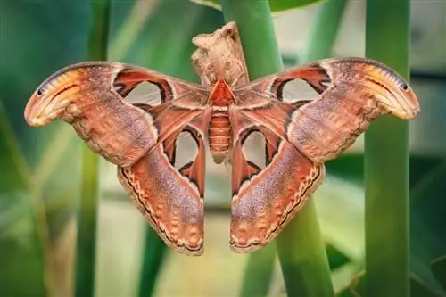 Атлас Attacus на дереве.