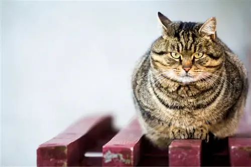 Кошка с избыточным весом смотрит в камеру. Кошка с избыточным весом смотрит в камеру.