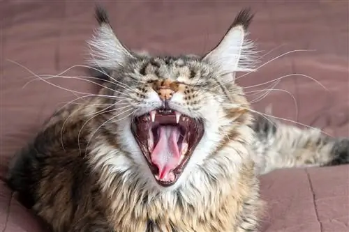 4 мифа о кошачьих усах