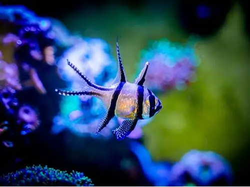 Banggai Cardinalfish: характеристики и природоохранный статус Banggai Cardinalfish: характеристики и природоохранный статус