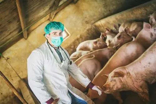 Красная болезнь у свиней: симптомы, причины и лечение Красная болезнь у свиней: симптомы, причины и лечение