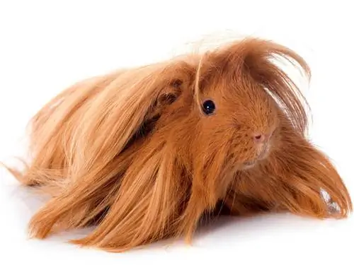 Одна из перуанских морских свинок.