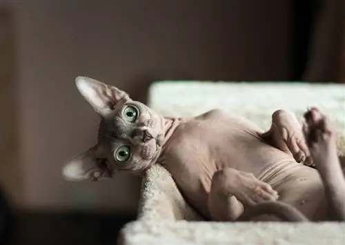 Одно из животных, которым поклонялись египтяне.