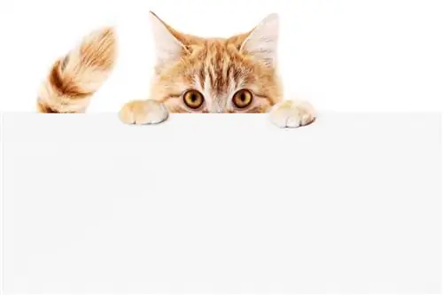 Почему моя кошка гоняется за своим хвостом?