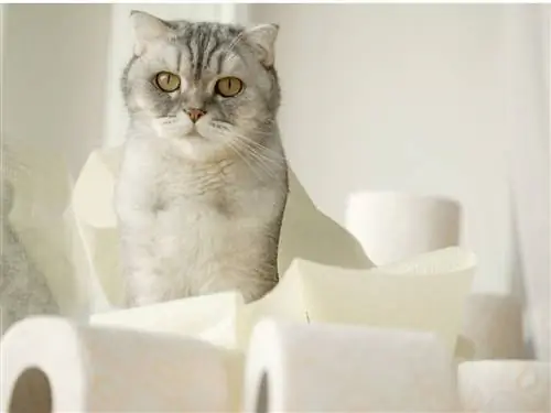 Кошка с диареей.