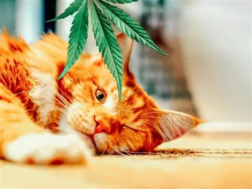 Кошка с конопляным листом.