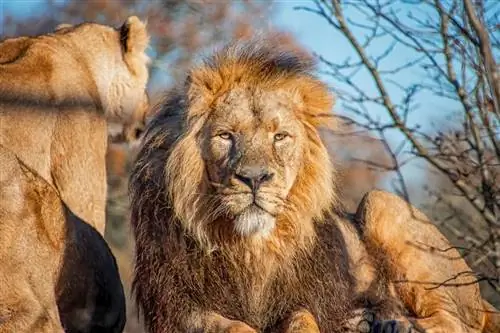 Один из видов кошек. Один из видов кошек.