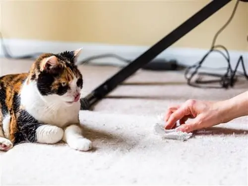 Кота, которого только что вырвало. Кота, которого только что вырвало.
