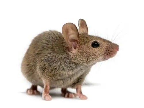 Полевая мышь Mus musculus.