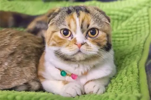 Горная вислоухая кошка. Горная вислоухая кошка.