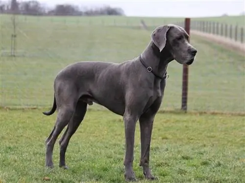 Одна из самых ласковых собак.