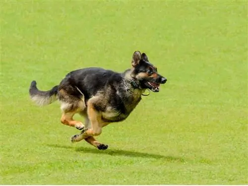 Бельгийская овчарка бежит.