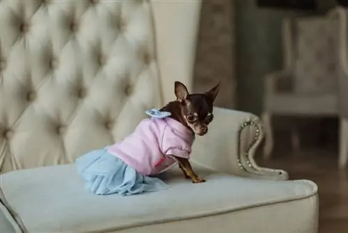 Одетая собака на диване.