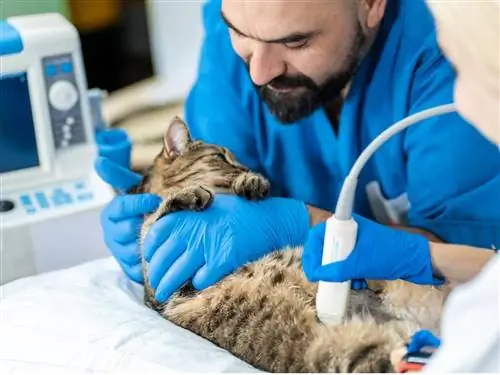 Кошка с асцитом у ветеринара.