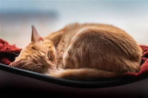 Кошка ложится спать. Кошка ложится спать.