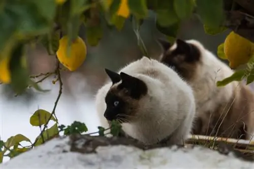 Кот на лимонном дереве. Кот на лимонном дереве.
