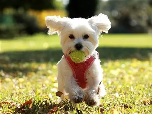 Различия между Westie и M altese