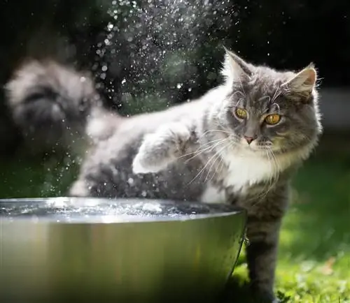 Обезвоживание у кошек может быть серьезным.
