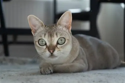 Сингапурская кошка.