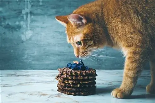 Кошка пахнет шоколадом. Кошка пахнет шоколадом.