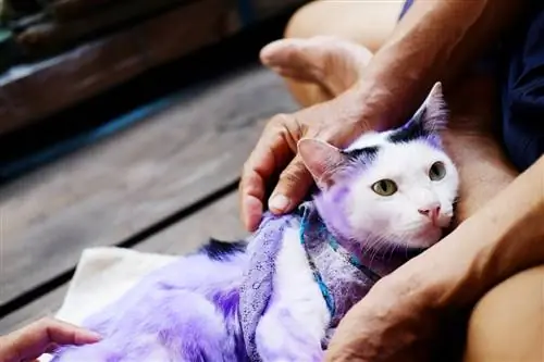 15 обычных вещей, которые могут убить вашу кошку