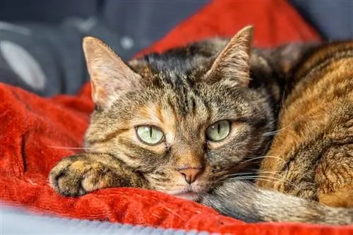 Кошки тоже могут страдать от разлуки
