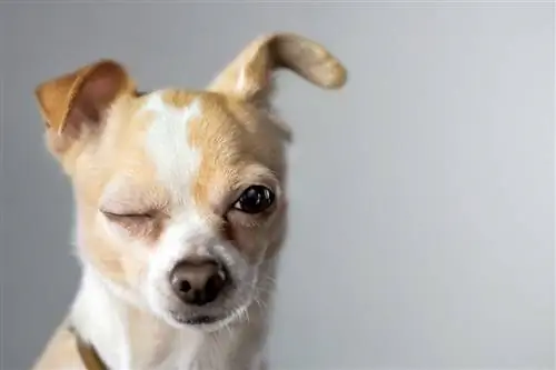 окрас чихуахуа