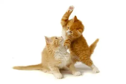 Как разлучить 2 котов, которые дерутся? Как разлучить 2 котов, которые дерутся?