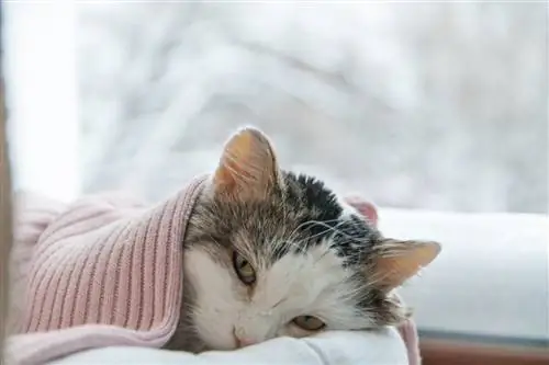 Кошка заболела желудком. Кошка заболела желудком.