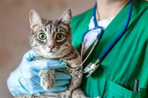 Выпадение прямой кишки у кошек: причины, симптомы и лечение Выпадение прямой кишки у кошек: причины, симптомы и лечение